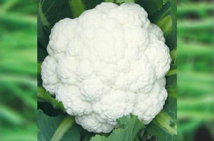 CAULIFLOWER SAMAG SNOW BALL